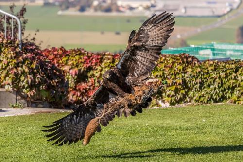 white-tailed-eagle-4581971 960 720